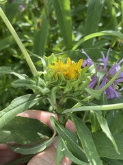 Neolasioptera helianthi