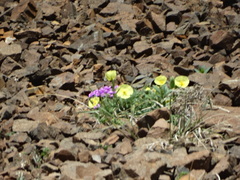 Papaver radicatum alaskanum
