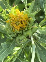 Neolasioptera helianthi