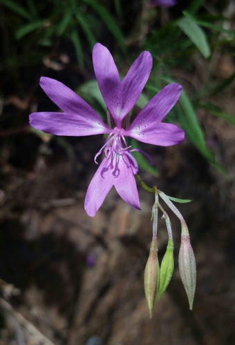 Clarkia biloba ssp. biloba