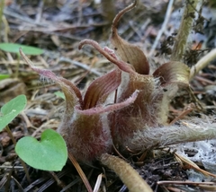 Asarum hartwegii