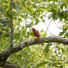 Cardinalis cardinalis