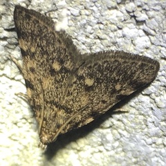 Aglossa pinguinalis
