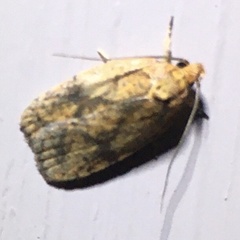 Agonopterix robiniella