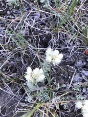 Antennaria microphylla
