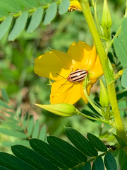 Disonycha admirabila