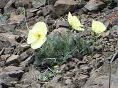 Papaver radicatum alaskanum