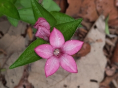 Spigelia scabrella