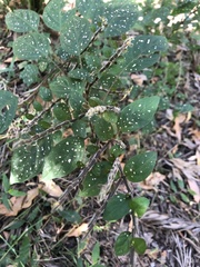 Hypoestes phyllostachya
