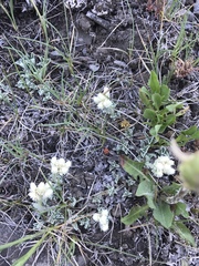 Antennaria microphylla