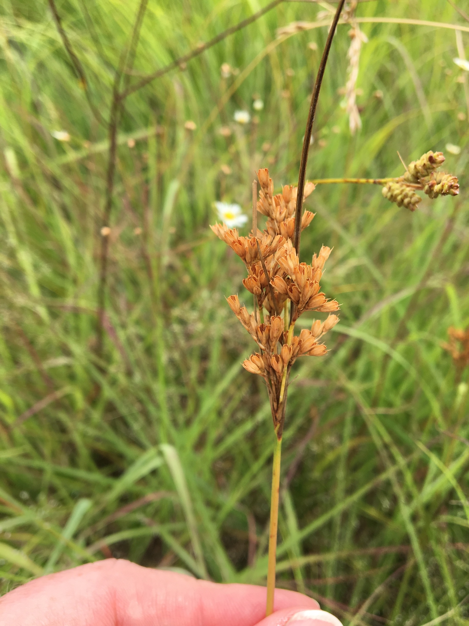Juncus brachyphyllus