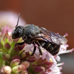 Stelis