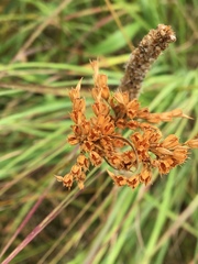 Juncus brachyphyllus