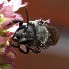 Stelis