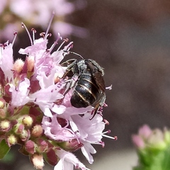 Stelis