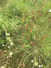 Juncus brachyphyllus