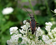 Brachyleptura