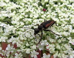 Brachyleptura