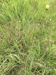 Juncus brachyphyllus