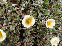 Dryas ajanensis