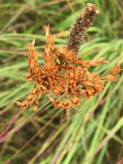 Juncus brachyphyllus