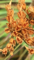 Juncus brachyphyllus