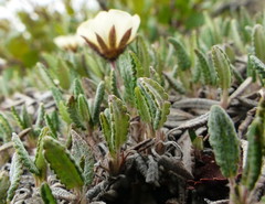 Dryas ajanensis