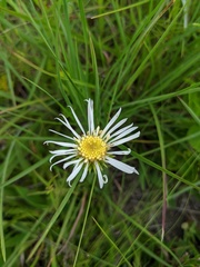 Eurybia eryngiifolia