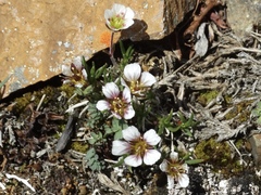 Cherleria arctica