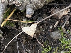 Chytolita morbidalis