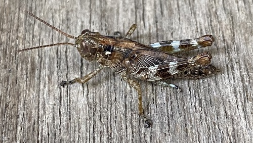 Pine tree Spur-throat Grasshopper