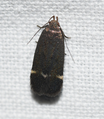 Anacampsis lupinella