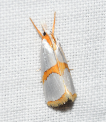 Vaxi auratellus