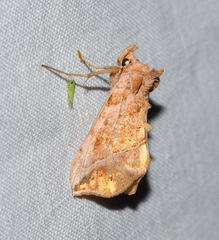 Pseudeva purpurigera