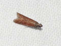 Varneria postremella