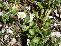 Erigeron humilis