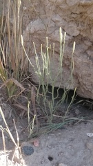 Lygodesmia juncea
