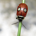 Alagoasa coccinelloides - Photo (c) Martin Arregui, some rights reserved (CC BY-NC), uploaded by Martin Arregui