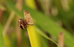 Leptinotarsa tlascalana