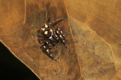 Chira gounellei
