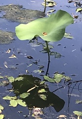 Nelumbo