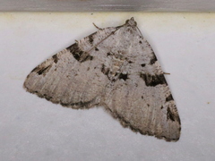 Macaria subcessaria