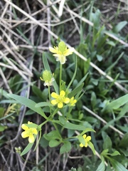 Ranunculus inamoenus
