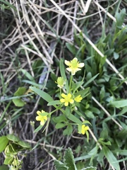 Ranunculus inamoenus