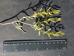 Acacia wilhelmiana