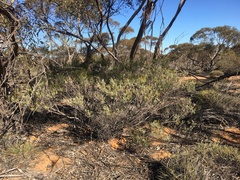 Acacia wilhelmiana