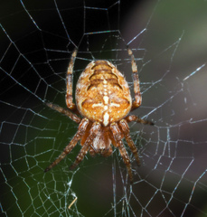 Araneus diadematus