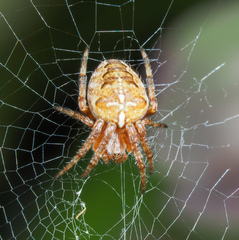 Araneus diadematus