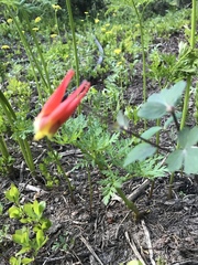 Aquilegia elegantula