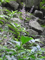 Odontonema callistachyum